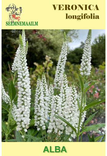 White Garden Speedwell "Alba"