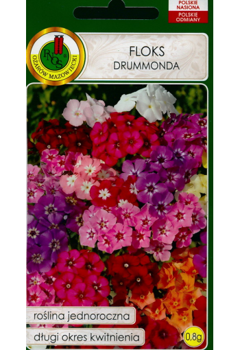 Phlox "Drummondii" (low mix)