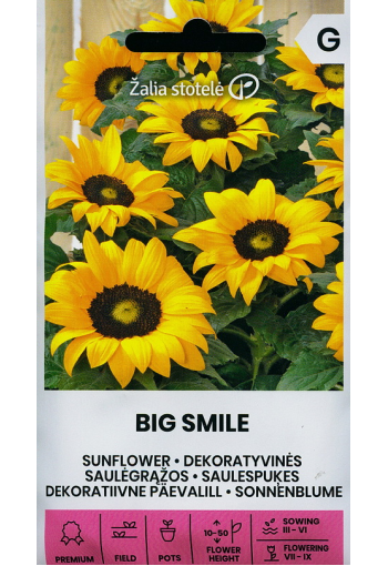 Sunflower "Big Smile" (dwarf)