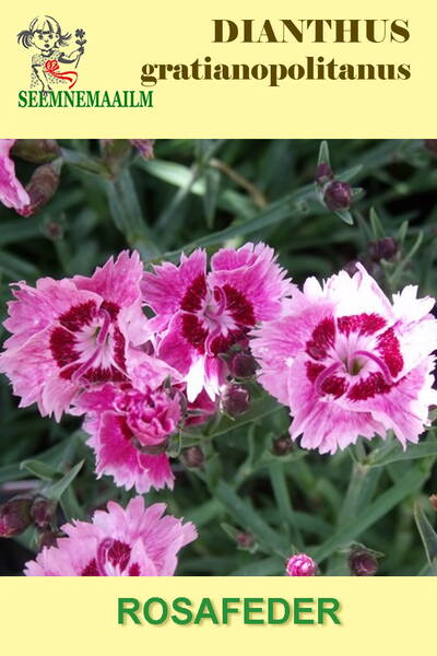 Гвоздика сизая (серовато-голубая) "Rosafeder" Dianthus caesius (gratianopolitanus)