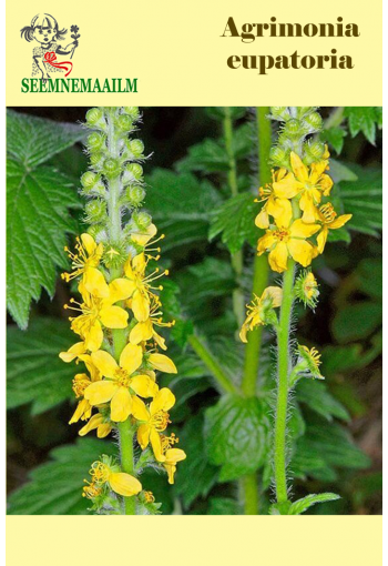 Cocklebur (common agrimony)