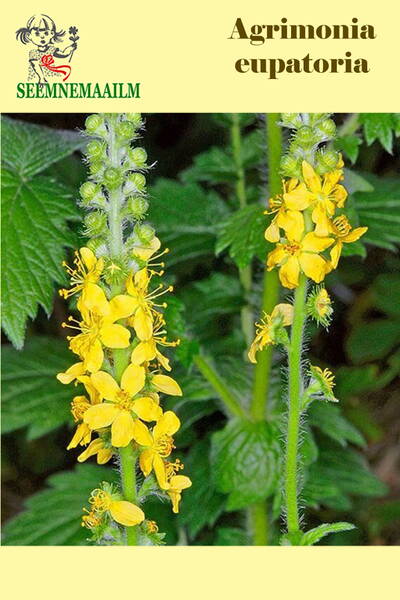 Cocklebur (common agrimony)