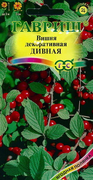 Korean cherry "Divnaja" (Downy cherry, Manchu cherry)