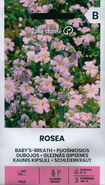 Kipslill kaunis "Rosea"