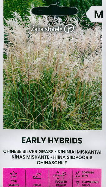 Elefanttiheinä "Early Hybrids"