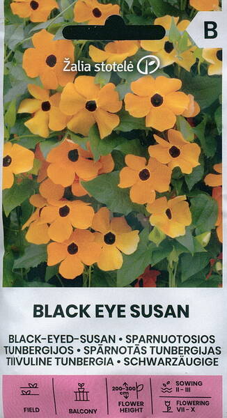 Black-eyed Susan Vine