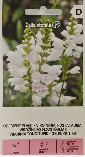 False dragonhead "White" (Obedient plant, Lionshearts) 