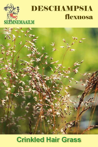 Луговик извилистый (Щучка извилистая, Лерхенфельдия, Овсик) Deschampsia flexuosa
