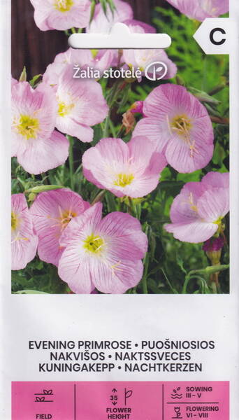 Silvernattljus "Orchid Pink"