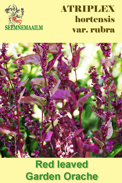 Garden arrach "Red Flash" (garden orache, mountain spinach)