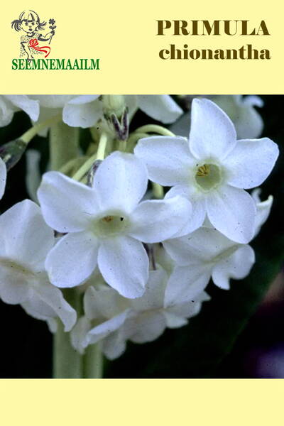 Priimula lumivalge Priimula lumivalge