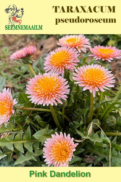 Одуванчик розовый (Taraxacum pseudoroseum)