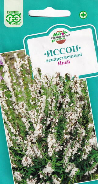 Hyssop "Inei" (white) Hyssop "Inei" (white)
