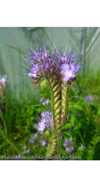 Harilik keerispea "Boratus" (700 g)