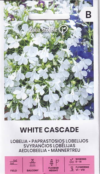 Lobeelia "White Cascade"