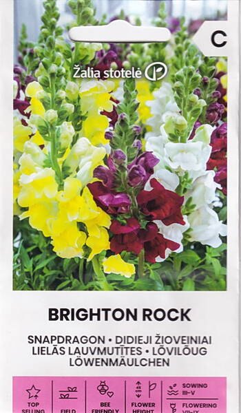 Lõvilõug "Brighton Rock" (mix)