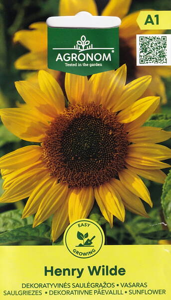 Koristeauringonkukka "Henry Wilde"