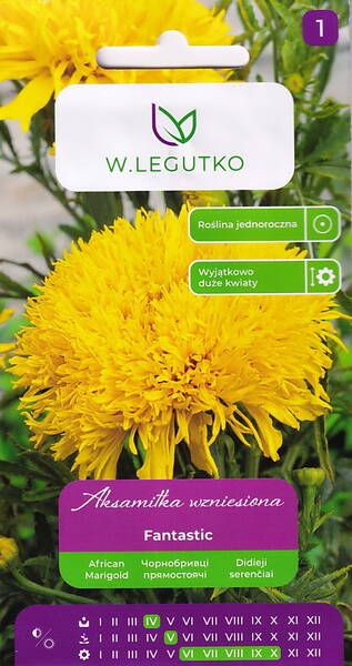 Isosamettikukka "Fantastic Lemon" Isosamettikukka "Fantastic Lemon"