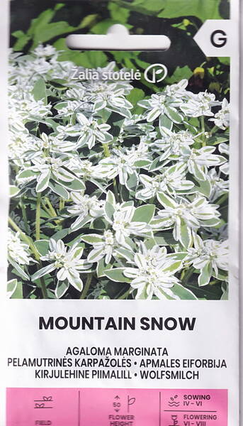Piimalill kirjulehine "Mountain Snow" 