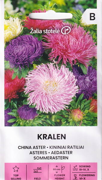 Aster "Crallen" mix Aster "Crallen" mix