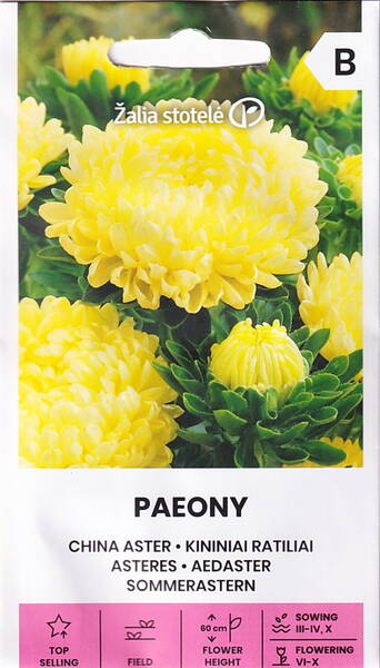 Aster "Paeony Yellow"