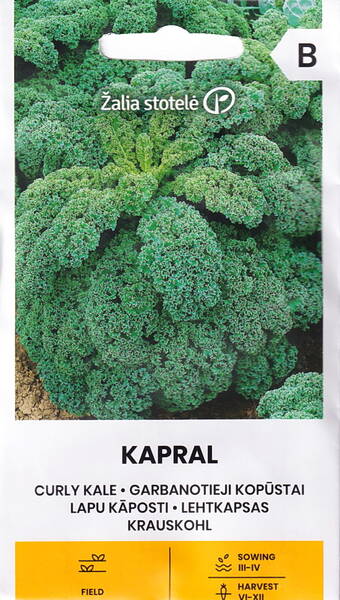 Chou à feuilles frisées « Corporal » (chou frisé, Grunkol) Chou à feuilles frisées « Corporal » (chou frisé, Grunkol)