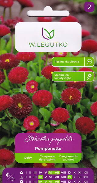 Gänseblümchen "Pomponette" Gänseblümchen "Pomponette"