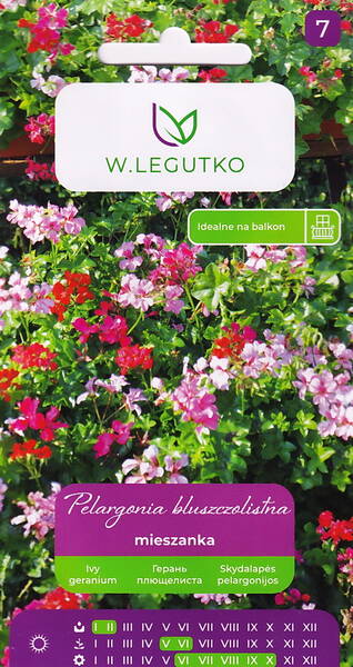 Pelargonium efeublättrig 'Speedy' F2 (Hängegeranie)