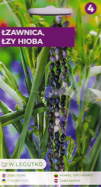 Perlenkette "Träne" (Tropfenkette) Coix lacryma-jobi Perlenkette "Träne" (Tropfenkette) Coix lacryma-jobi