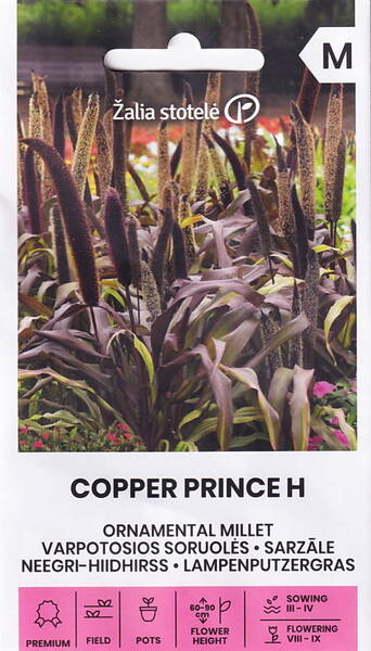 Perlhirse „Kupferprinz“ F1 (Amerikanisches Federgras) Pennisetum glaucum Perlhirse „Kupferprinz“ F1 (Amerikanisches Federgras) Pennisetum glaucum