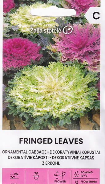 Col ornamental "Fringed Autumn"