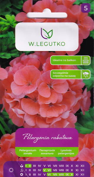 Pelargonium "Gama Salmon" F1 Pelargonium "Gama Salmon" F1