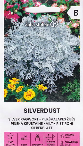 Цинерария приморская "Сильвердаст" (крестовник, сенецио) Cineraria maritima Цинерария приморская "Сильвердаст" (крестовник, сенецио) Cineraria maritima