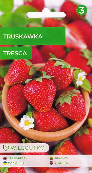 Fraisier remontant « Cod » Fraisier remontant « Cod »