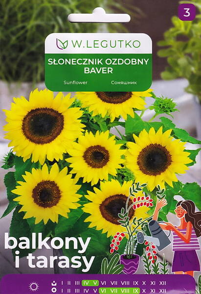 Girasol decorativo "Baver" (de crecimiento bajo) Girasol decorativo "Baver" (de crecimiento bajo)
