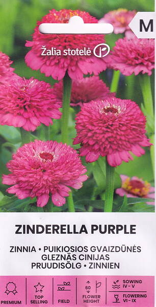 Zinnia "Zinderella Purple" Zinnia "Zinderella Purple"