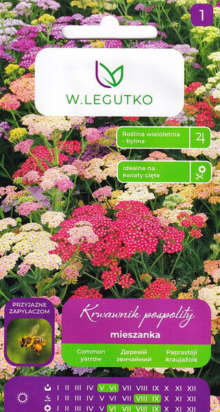 Yarrow "Thousand weed" (colour mix) (milfoil, nosebleed, woundwort, staunchweed)