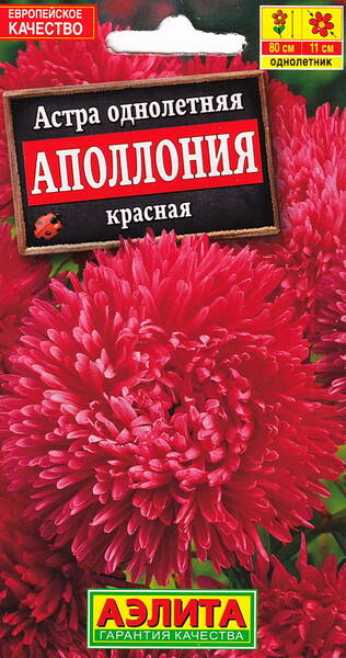 Áster "Apollonia Red"