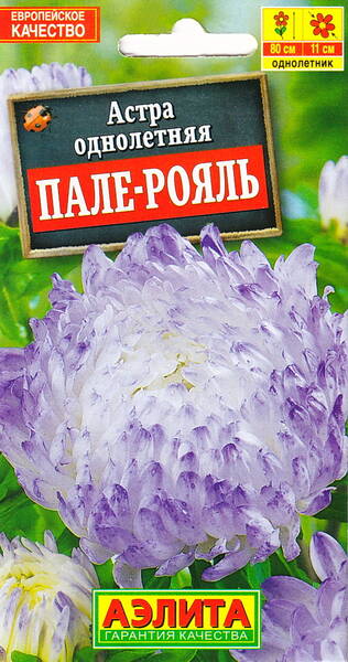 Aster "Palais Royal" Aster "Palais Royal"