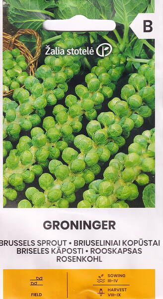 Brussels sprout "Groninger" Brussels sprout "Groninger"