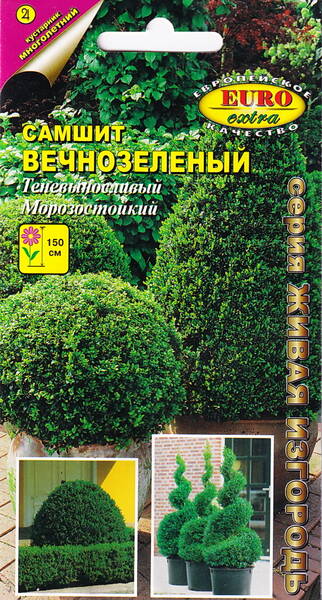 Gewöhnlicher Buchsbaum Gewöhnlicher Buchsbaum