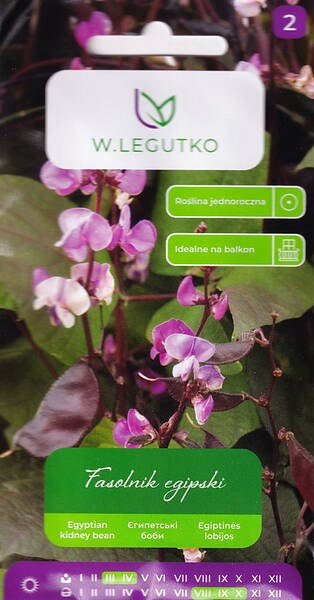 Lobauba "Violet" (punauba)