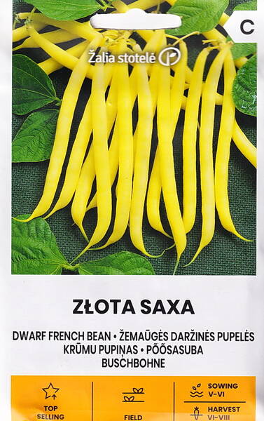Buschbohnen "Saksa Zolotaya" Buschbohnen "Saksa Zolotaya"