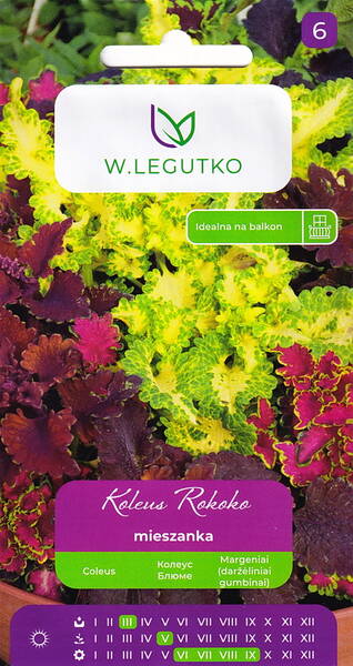 Coleus 'Rococó' (mezcla) Coleus 'Rococó' (mezcla)
