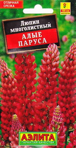 Altramuz perenne "Alye Parusa"