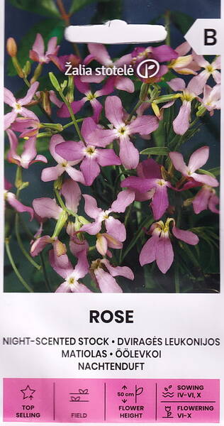 Evening scented stock