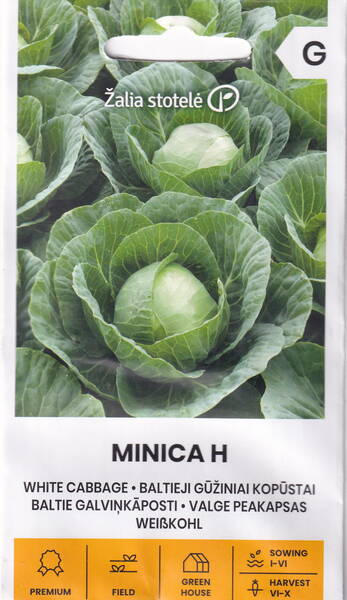 Chou blanc "Minika" F1 Chou blanc "Minika" F1