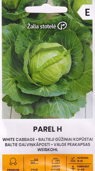 Chou blanc "Parel" F1 Chou blanc "Parel" F1