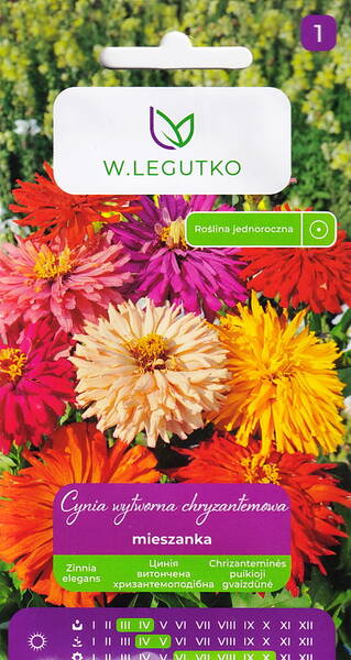 Zinnie-Chrysantheme (gemischte Farben)