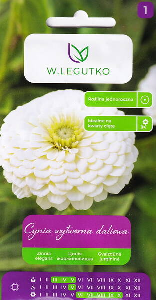 Zinnia dahlia-flowered "Polar Bear" Zinnia dahlia-flowered "Polar Bear"